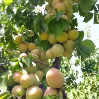 فروش باغ ویلا شرفخانه|فروش خانه و ویلا|تسوج, |دیوار