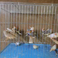 فنچ فائو اورنج تعداد|پرنده|اردبیل, |دیوار