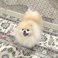 سگ پامر