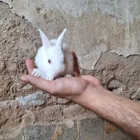 ۶ عدد بچه خرگوش سفید چشم شرابی