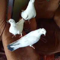 سه تا کفتر یکی نر نوک قناری و دوتا کاشونی پرشی