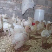 جوجه بوقلمون بیوتی فوق سنگین زرین۱۴روزه|حیوانات مزرعه|گرگان, |دیوار