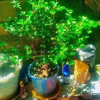 گل پنجه گربه ای و مورد|گل و گیاه طبیعی|جوانرود, |دیوار