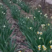 گل نرگس|گل و گیاه طبیعی|بندر امام خمینی, |دیوار