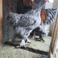 مرغ برهمایی مرغ محلی مرغ نیمچه|حیوانات مزرعه|رامیان, |دیوار