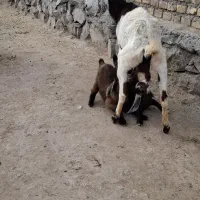 بز  میش|حیوانات مزرعه|جلگه ماژان, |دیوار