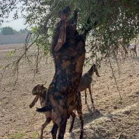 بز افغانی گمشده|حیوانات|اندیمشک, |دیوار