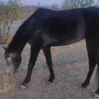 اسب مادیون|اسب و تجهیزات اسب‌سواری|فردوس (خراسان), |دیوار