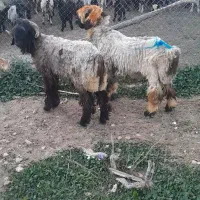 قوچ بختیاری|حیوانات مزرعه|شیراز, گویم|دیوار