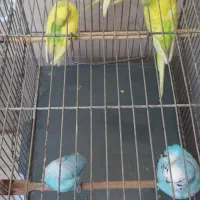 مرغ عشق فروشی