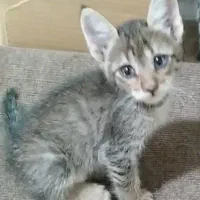 واگذاری دو بچه گربه دو و نیم ماهه