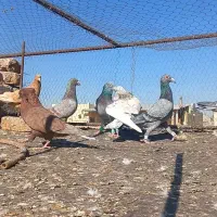 چند تا رنگه المانی|پرنده|تربت‌حیدریه, آسایش|دیوار