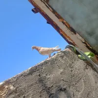 کفتر صید