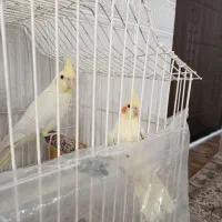 جوجه عروس هلندی