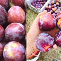 آلو قرمز