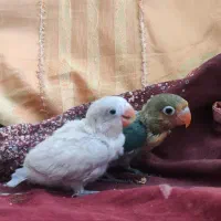 جوجه طوطی کوتوله برزیلی دستی