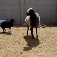 گوسفند قوچ نژاد چالی