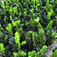 فروش انواع گلهای اپارتمانی|گل و گیاه طبیعی|سنندج, |دیوار