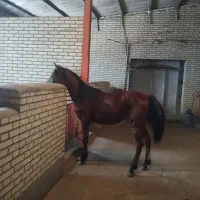 کره اسب مادیان