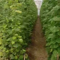اجاره یا مشارکت در گلخانه با آب و برق و گاز|اجارهٔ دفتر صنعتی، کشاورزی، تجاری|فلاورجان, |دیوار