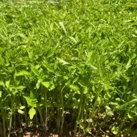 نشا گوجه فرنگی کنیون ایتالیایی