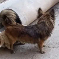 چند تا سگ پاکوتاه نژاد پامر