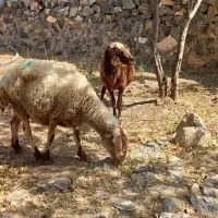 میش تخمی ، گله گرد آبستن