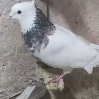 کبوتر|پرنده|اسفراین, |دیوار