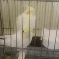 جفت عروس هلندی لوتینو|پرنده|شاهینشهر, کوی مهدیه|دیوار