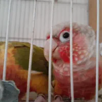 گرینچیک اناناسی رد با قرمزی بالا