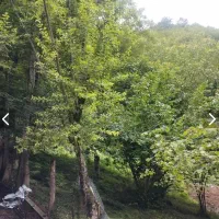 دوهزار/عسل محله/۲۲۵متر زمین تجاری-مسکونی