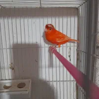 قناری سرخ رد فکتور نر  بخوان