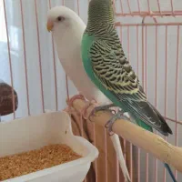 مرغ عشق جفت|پرنده|تبریز, |دیوار