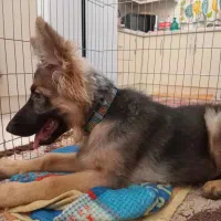 سگ ژرمن شپر