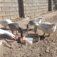 غاز/قوغاز/اردک محلی/اردک خارجی|حیوانات مزرعه|دوزین, |دیوار