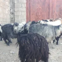 گله فروشی درمهرستان