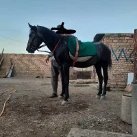اسب چهار ساله نر