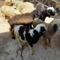 لرستان الیگودرز روستای قعله بردی