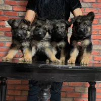 ژرمن شپرد شولاین|سگ|تهران, زعفرانیه|دیوار