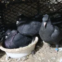 کبوتر پرشی۰