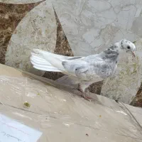 جوجه کوهی  دمسفید نر|پرنده|اهواز, عین ۲|دیوار
