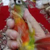 فروش جوجه گرینچیک|پرنده|کرمان, |دیوار