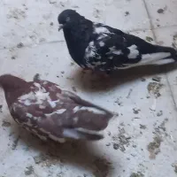 سه عدد کبوتر