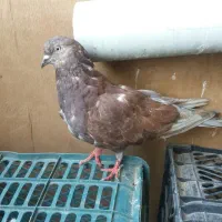 کفتر..بور..