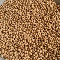 نخود درجه یک
