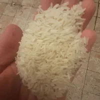 برنج پرمحصول پخت در حد هاشمی|خوردنی و آشامیدنی|رشت, توشیبا|دیوار