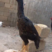 جوجه لاری اوشامو|حیوانات مزرعه|تنکمان, |دیوار