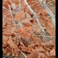 نهال انگوربیدانه