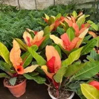 همکاری  اقا در گلفروشی۱۶سال به بالا