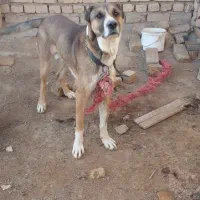 سگ افغان نر دوساله